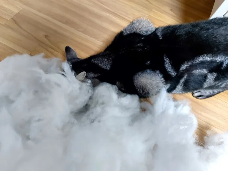 KakaoTalk_20240516_215602506_11.jpg?type=w773