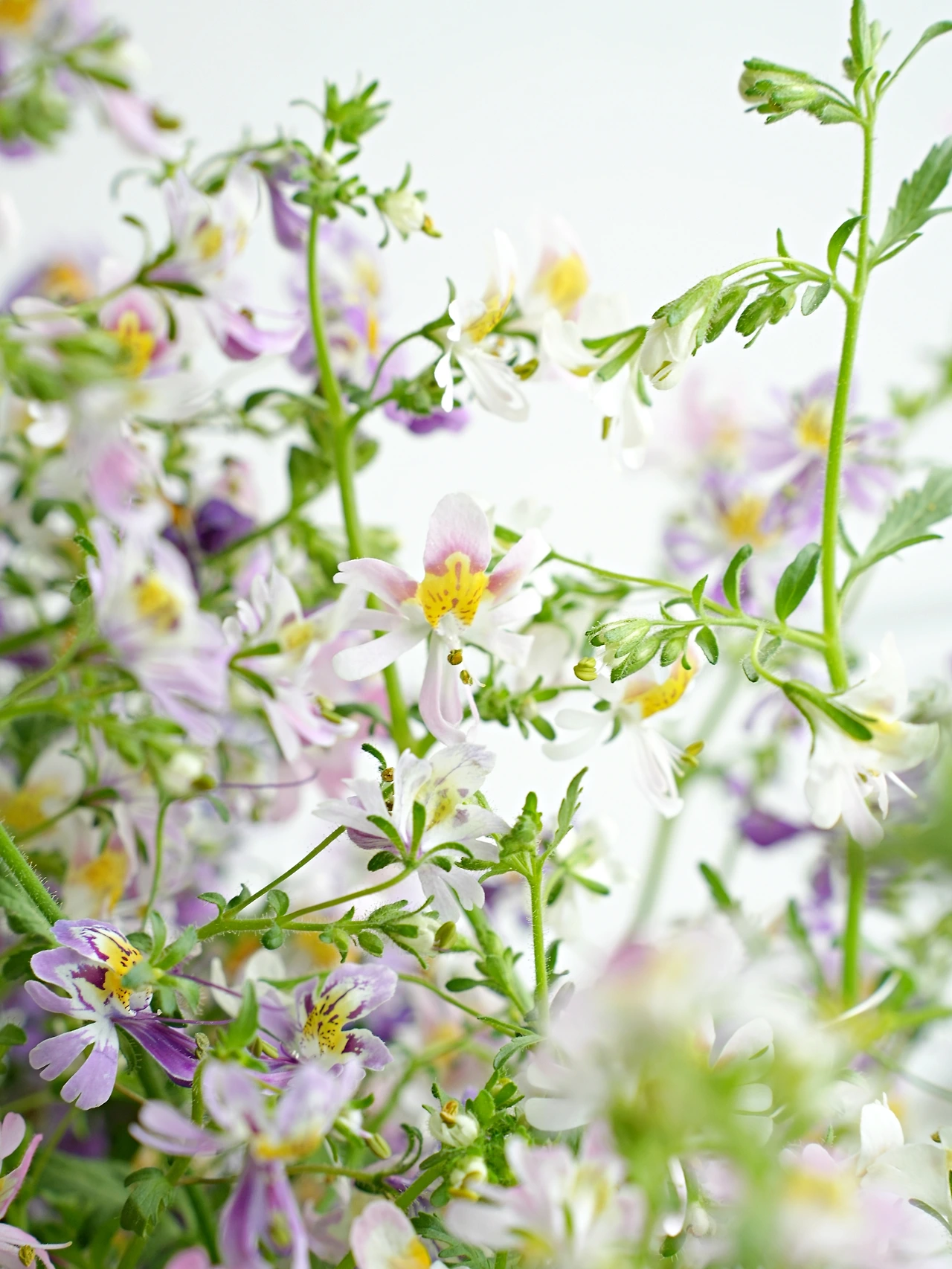 20220612 신품종 꽃 (3).JPG