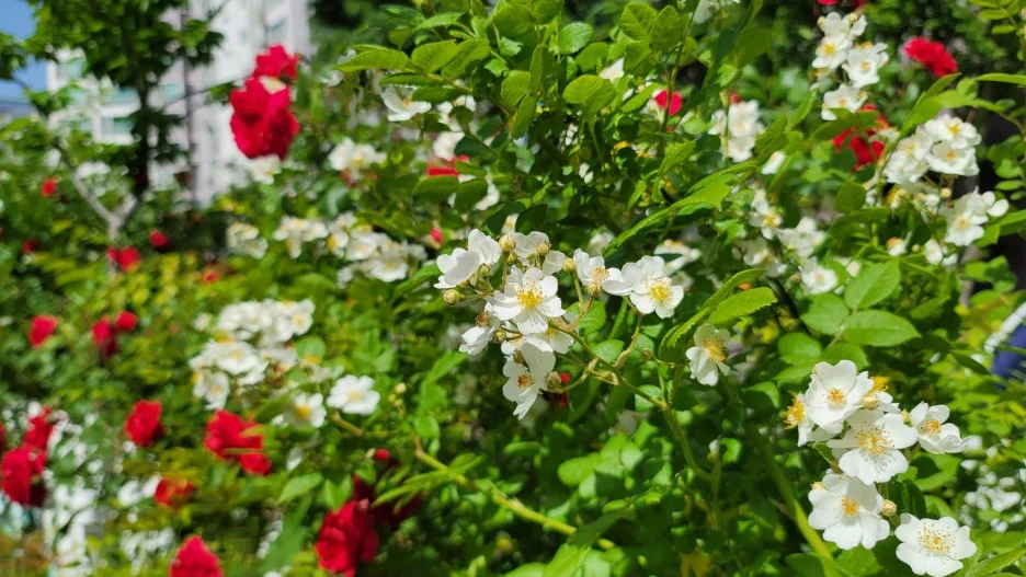 20210508_150526.jpg?type=w1