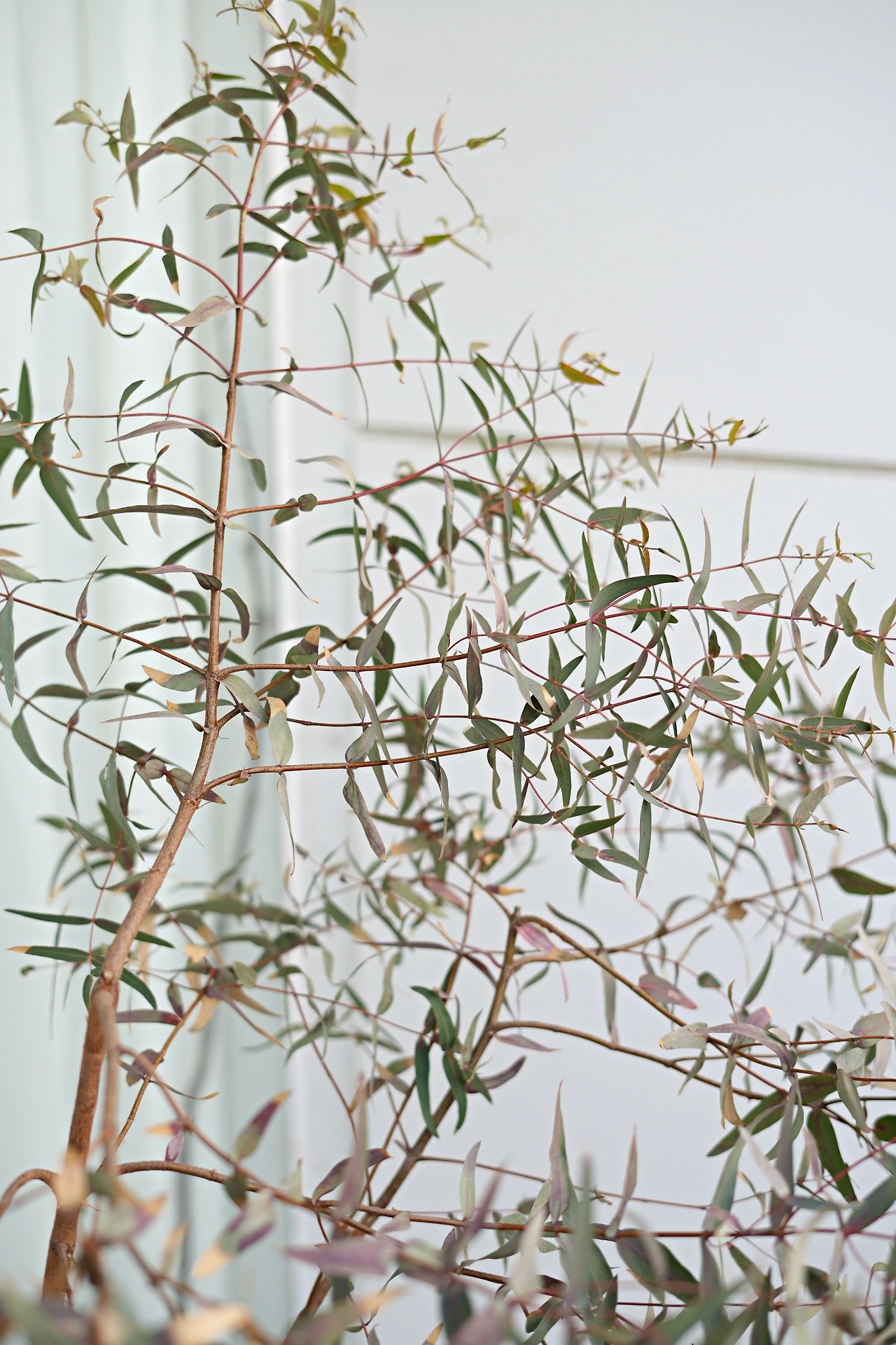 유칼립투스 레드아이언바크 (2).JPG