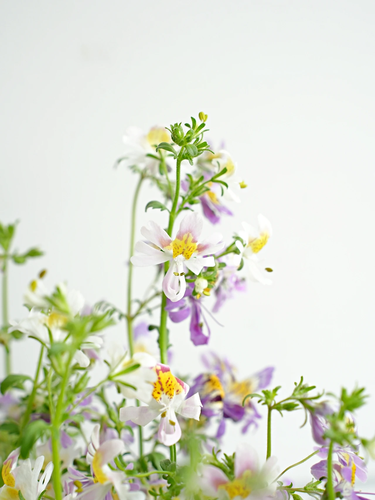 20220612 신품종 꽃 (6).JPG