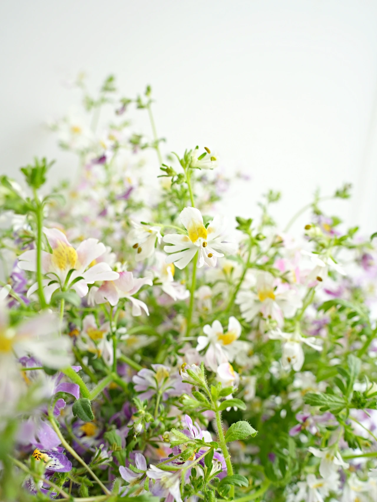 20220612 신품종 스키잔투스 (9).JPG