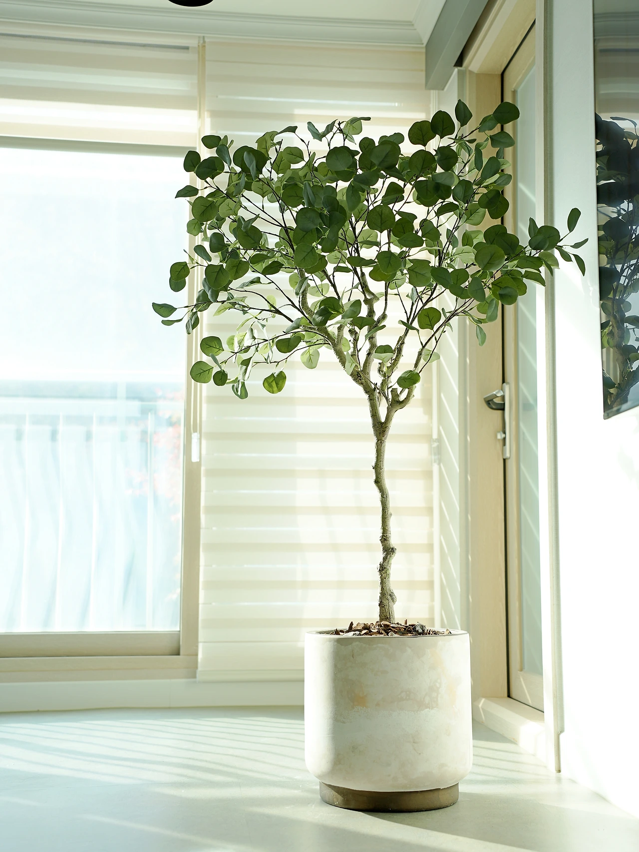 조화_유칼립투스 폴리안 150cm (1).JPG