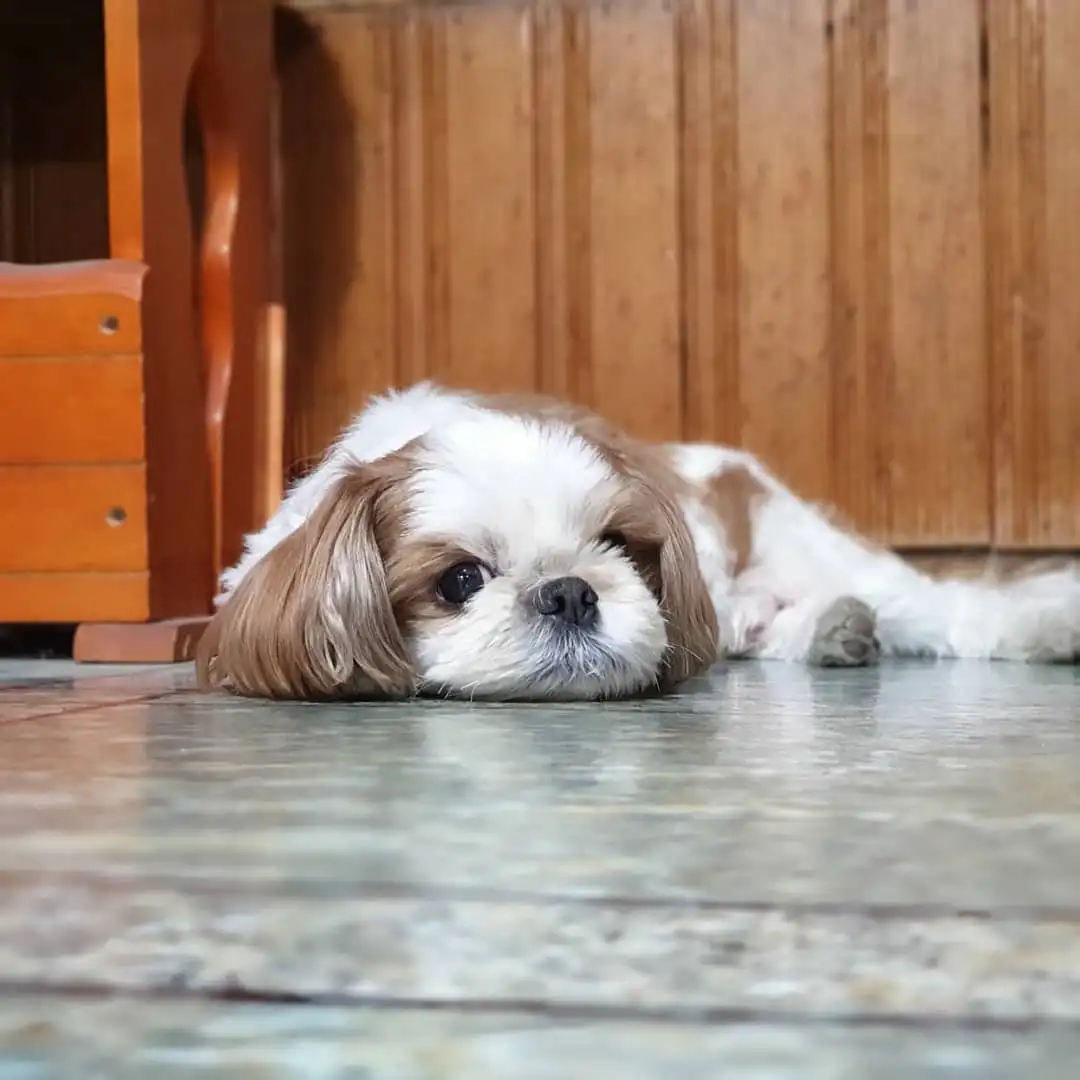 74601578_131855314915643_7808808880381585801_n.jpg?stp=dst-jpg_e35_tt6&efg=eyJ2ZW5jb2RlX3RhZyI6IkNBUk9VU0VMX0lURU0uaW1hZ2VfdXJsZ2VuLjEwODB4MTA4MC5zZHIuZjI4ODUuZGVmYXVsdF9pbWFnZS5jMiJ9&_nc_ht=scontent-ssn1-1.cdninstagram.com&_nc_cat=111&_nc_oc=Q6cZ2QFrx1RmCtKaVNL7m5Hwd6lpUH-yErYzh6TZqS-uq_1AfehL_RloCnTbIV1qyY8mGoY&_nc_ohc=5qVODOxbHScQ7kNvwGB8ved&_nc_gid=Rv7hvNjgybmmO594WOgNpQ&edm=APoiHPcBAAAA&ccb=7-5&ig_cache_key=MjE4ODY1ODc0MDMxNjM4MTc3Mw%3D%3D.3-ccb7-5&oh=00_AfSmOItUdZzXkDwKORGxtq0n0c4FuJ2qglarjmMMYLpMLw&oe=68938297&_nc_sid=22de04