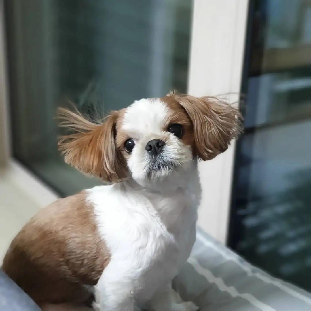 81038365_231765014500618_3999360639148201696_n.jpg?stp=dst-jpg_e35_tt6&efg=eyJ2ZW5jb2RlX3RhZyI6IkZFRUQuaW1hZ2VfdXJsZ2VuLjEwODB4MTA4MC5zZHIuZjI4ODUuZGVmYXVsdF9pbWFnZS5jMiJ9&_nc_ht=scontent-ssn1-1.cdninstagram.com&_nc_cat=110&_nc_oc=Q6cZ2QG_J-MNdb_P4E4lthOseP8IdWWnysq2u2scQNepcEbAFSbf145v5nyzOoOrwFhR65c&_nc_ohc=5jFrXvidin0Q7kNvwGab9Im&_nc_gid=DAzQxoFoP_hzuqMTCbusJQ&edm=APoiHPcBAAAA&ccb=7-5&ig_cache_key=MjIyMDQ3MTg4MDc3OTY2MzQxOA%3D%3D.3-ccb7-5&oh=00_AfQ5bcqEoAmpepa6Hdafh4ib2sJ1ejbAWy47_y73n5_AVw&oe=68936D0A&_nc_sid=22de04