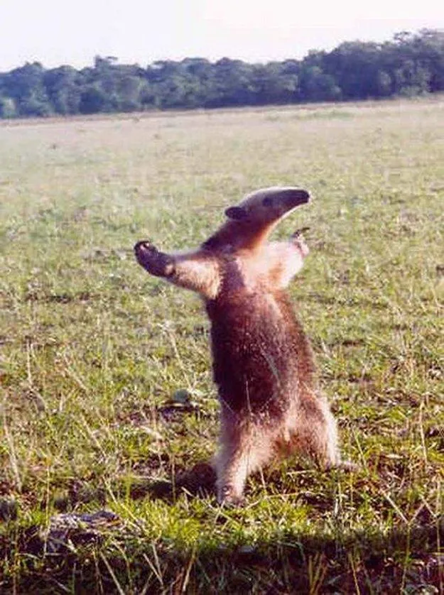 This_Anteater.jpg?type=w966