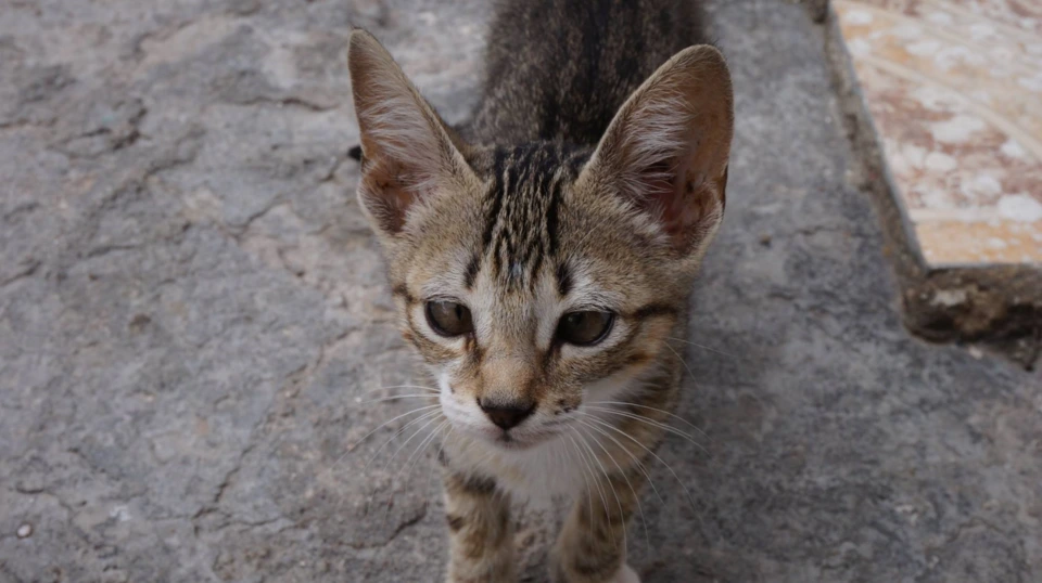 QmcQ9NF3rf6FmPTU19PjMTvdnzQg14GQbTJ8KkK95RAdV9