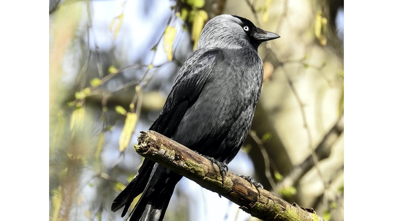 THE VAIN JACKDAW_images.010.jpeg