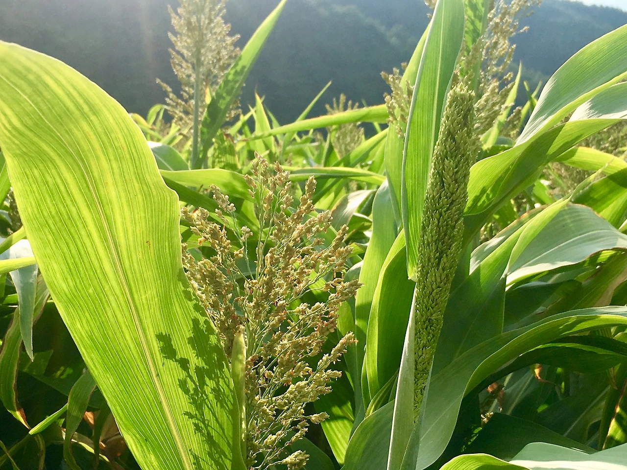 IMG_2292 (편집됨).JPG