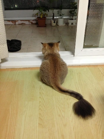 나뷔 자세 (4).JPG