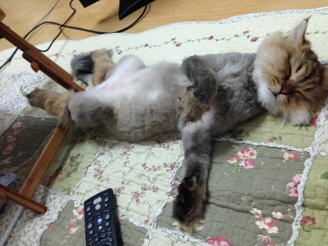 나뷔 웃긴자세 (2).JPG