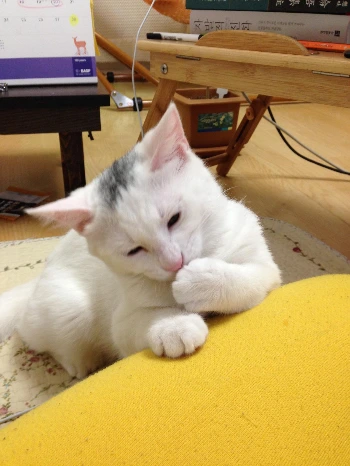 진귀한 자세3.JPG