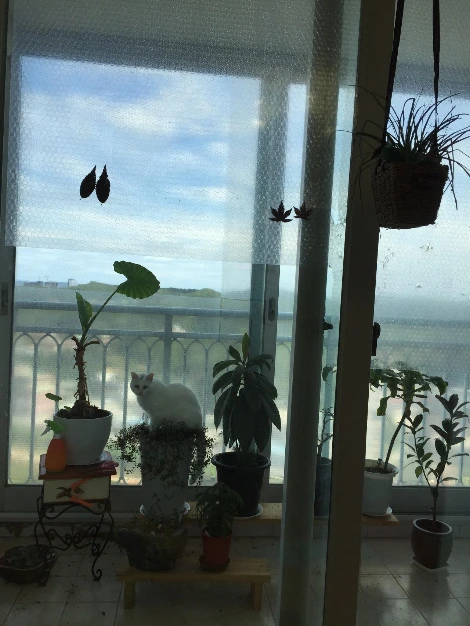 고양이화분 (1).JPG