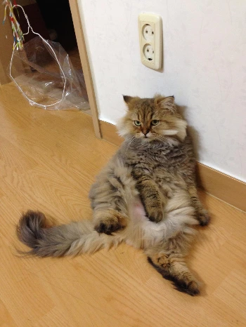 나뷔 웃긴자세 (1).JPG