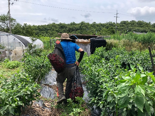 사이보그 밭농사 (3).JPG