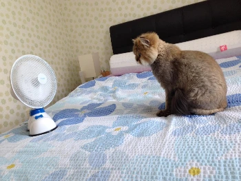 진귀한 자세4.JPG