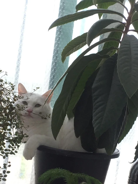 고양이화분 (3).JPG