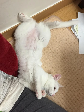 진귀한 자세.JPG