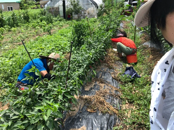 사이보그 밭농사 (2).JPG