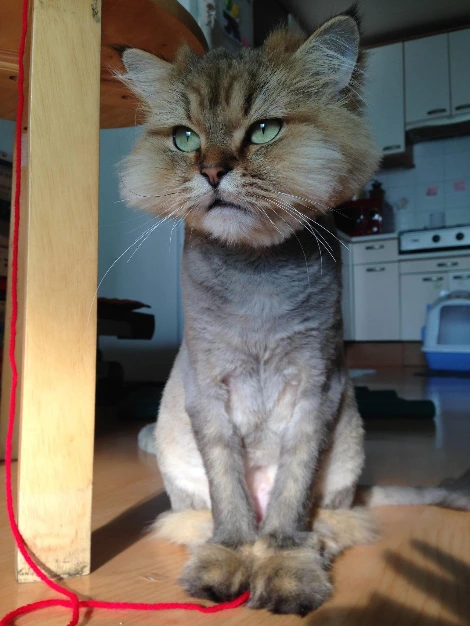 20140525 솜털 (4).JPG