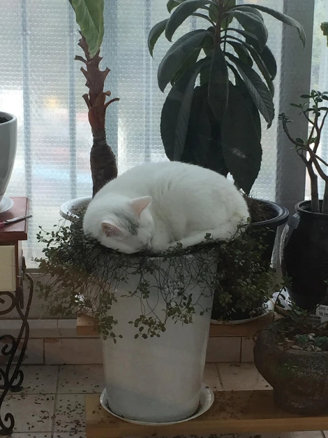 고양이화분 (2).JPG