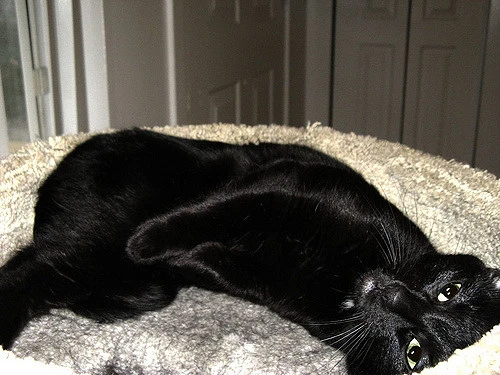 3641645577_9c8269c9b4_z.jpg?type=w773