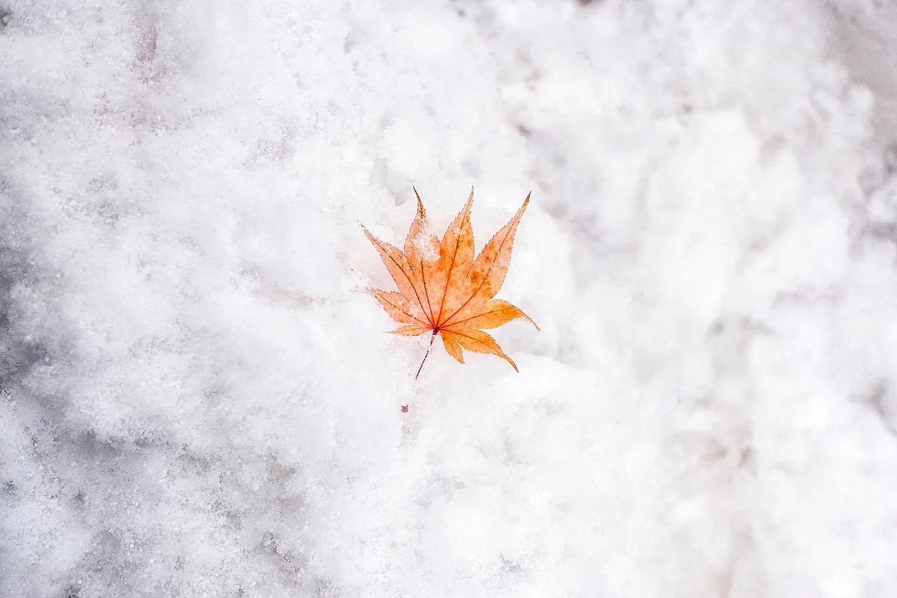 KakaoTalk_20241229_162821321_01.jpg?type=w1600