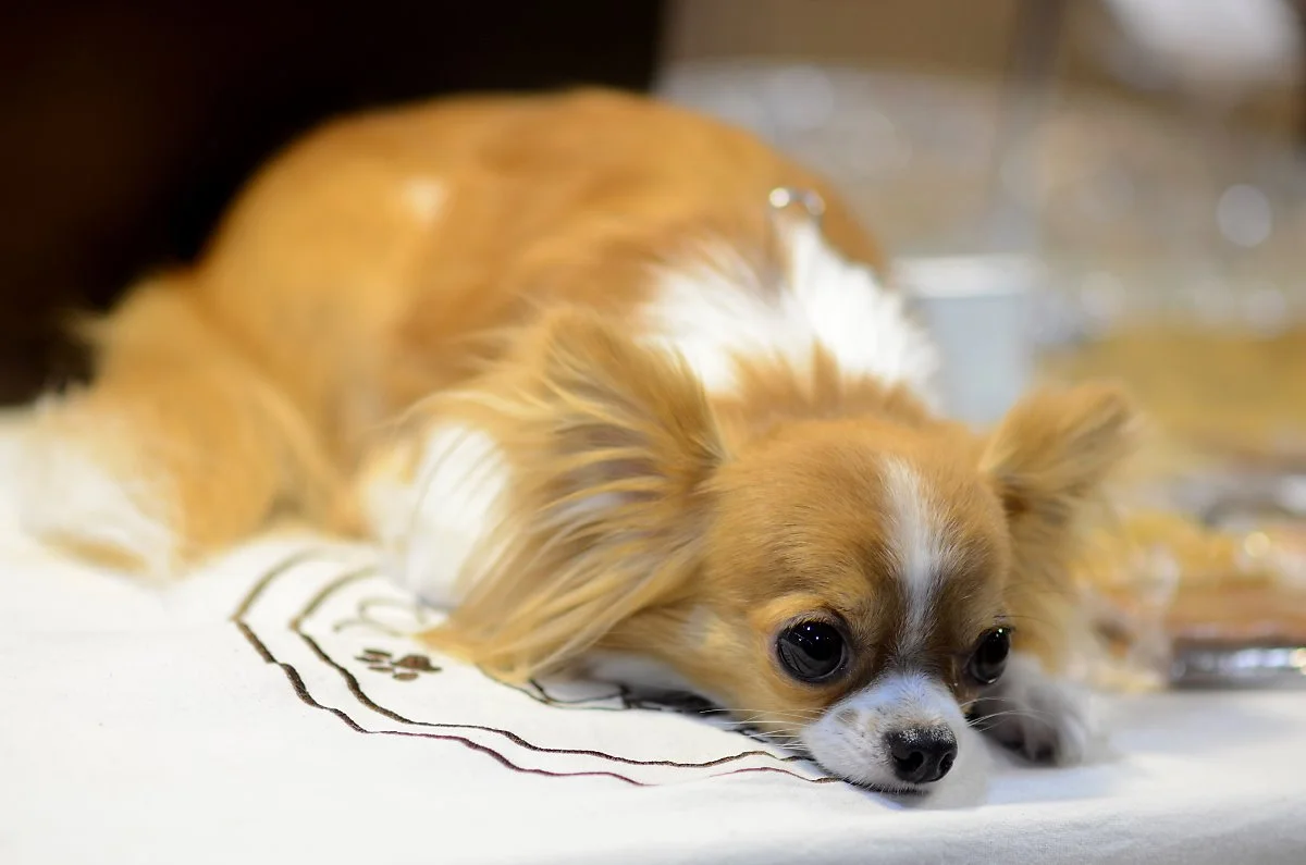 1_%ED%8C%8C%ED%94%BC%EC%9A%A9%2C_%EC%85%94%ED%84%B0%EC%8A%A4%ED%83%81.jpg?type=w1200