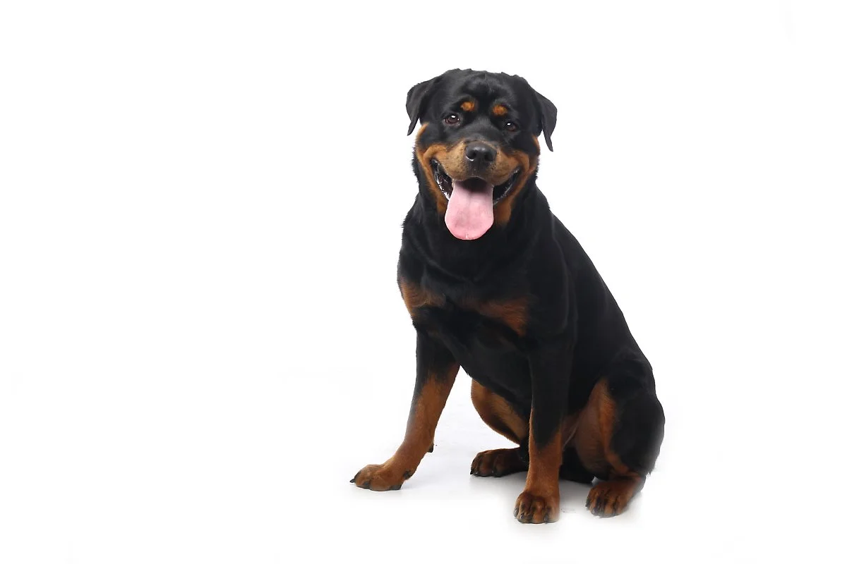 3_%EB%A1%9C%ED%8A%B8%EB%B0%94%EC%9D%BC%EB%9F%AC.jpg?type=w1200