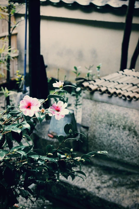 교토_다이토쿠지_불교 선종 사찰12.JPG