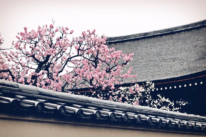 교토_다이토쿠지_불교 선종 사찰8.JPG