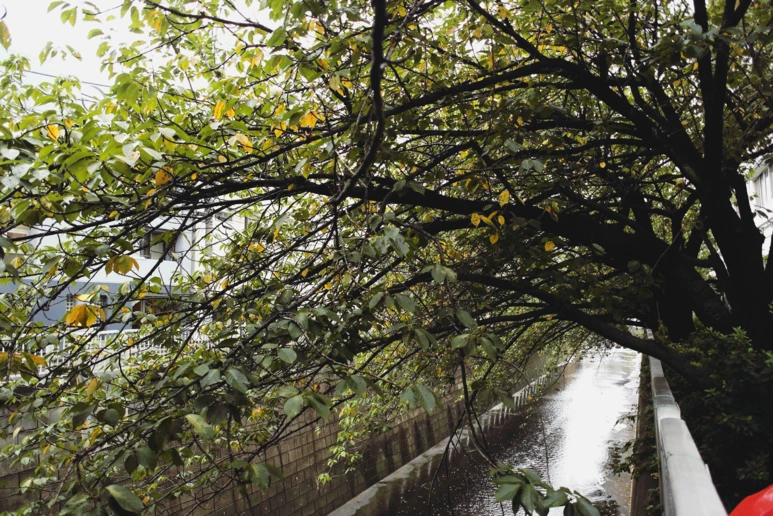 image_4638189061537712547574.png?type=w773