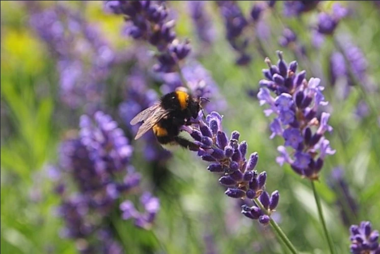 99C3DA445BF6C87C2E4759