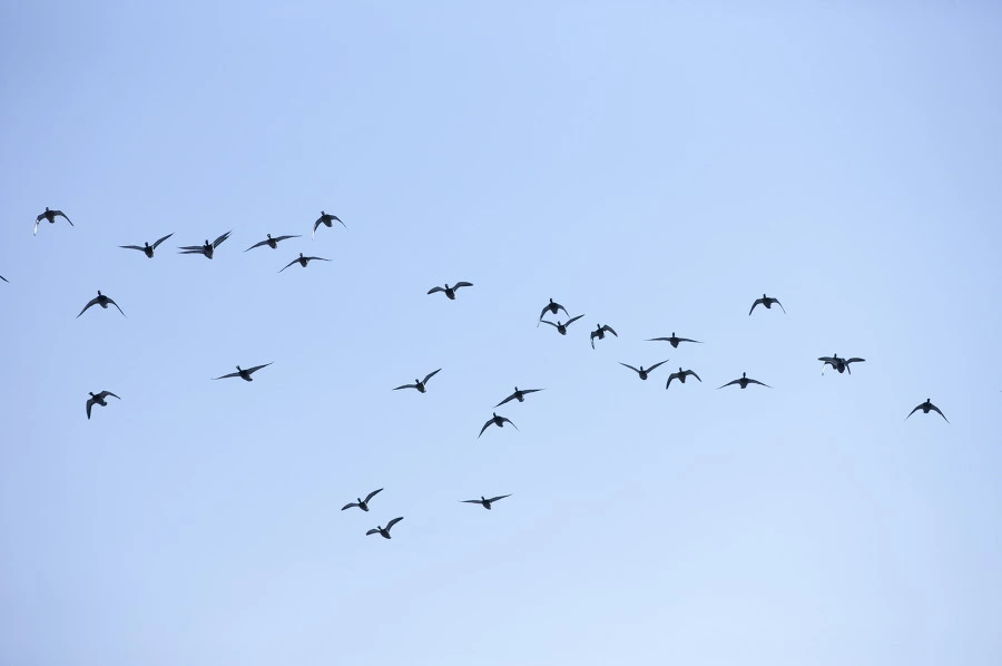 99B7333359BF2DAE26A439