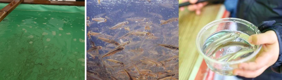 99E8EA3E5A804F5A0CF2EC