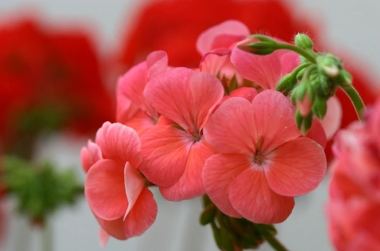 991543445BF6C87E230794