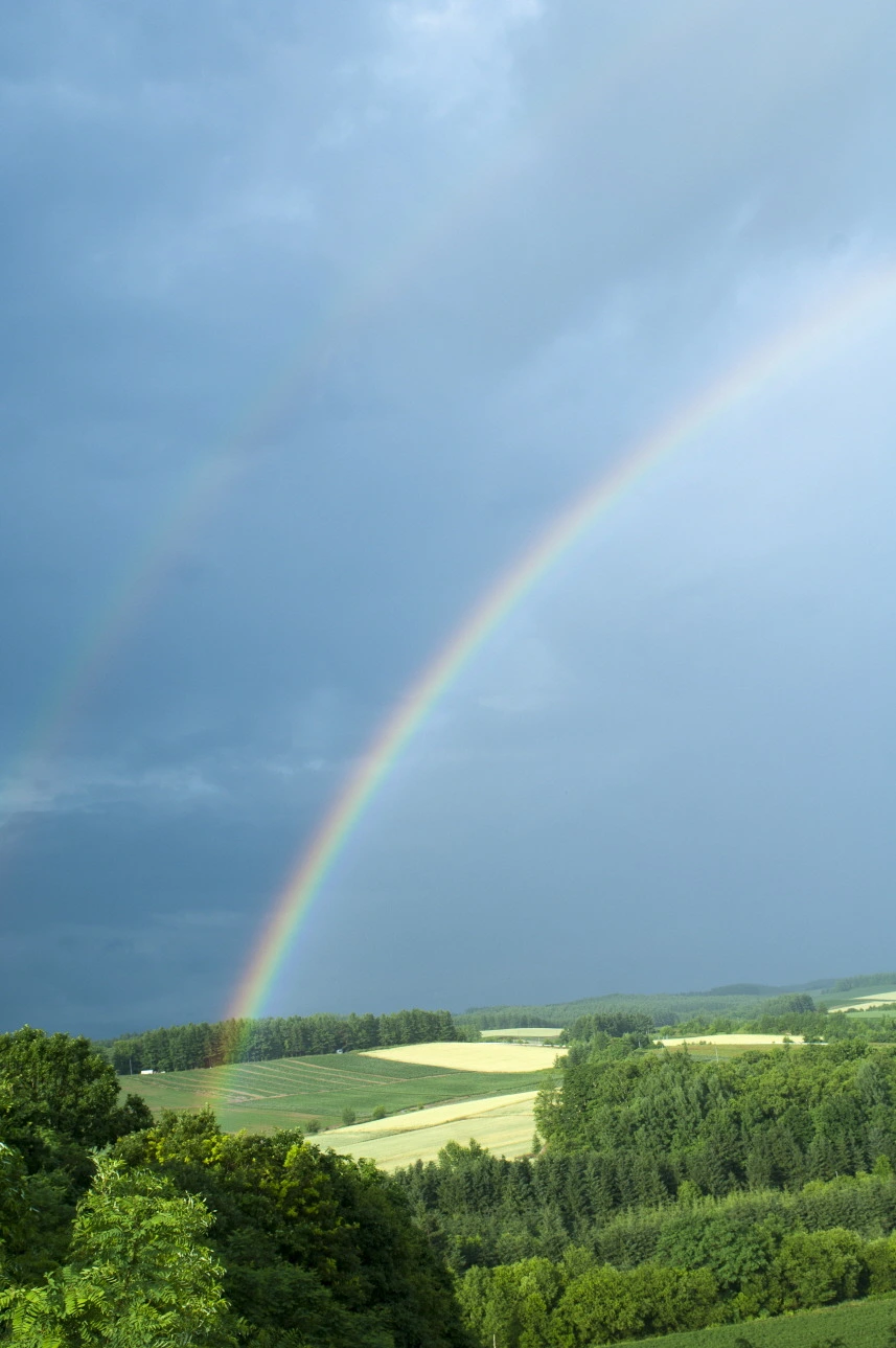 99FF573359BF2DAD1EDDBA