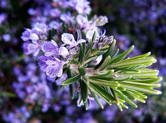 999F42445BF6C87A27F131