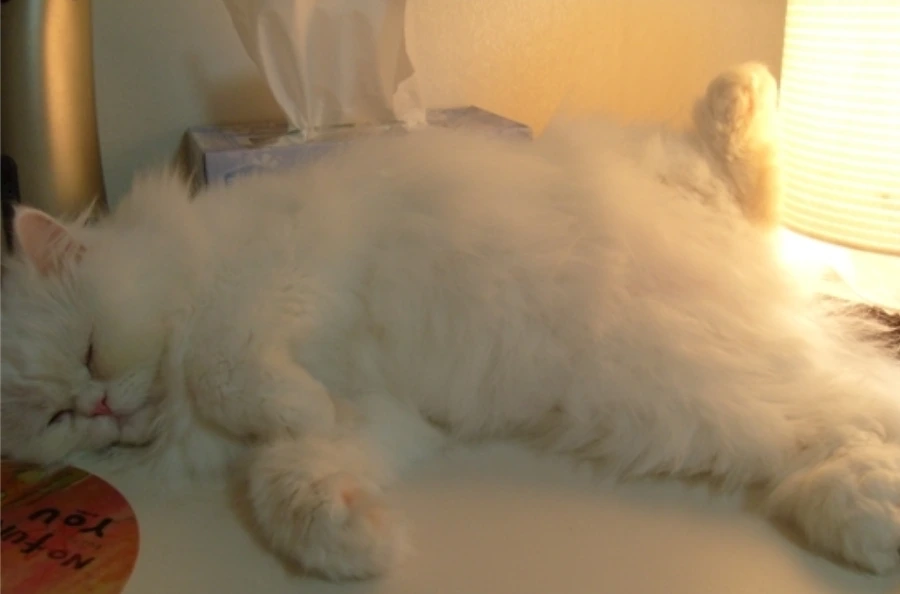 99DE8F455B0A37B60443AC