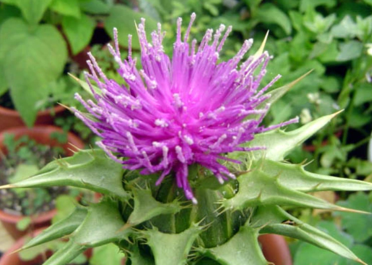 9982E4435C3B567F21DA47