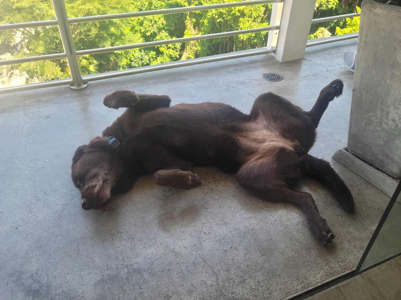 리우의 개.jpeg