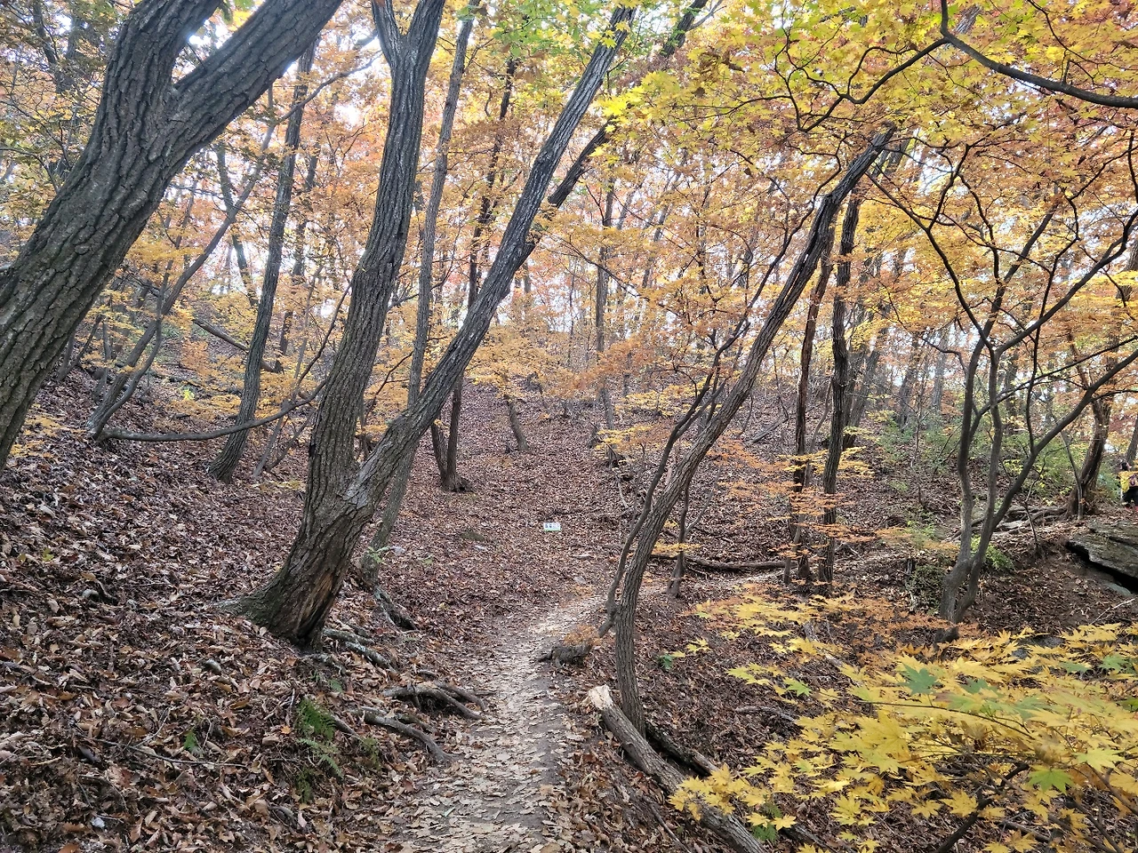 도봉산 오솔길.jpeg