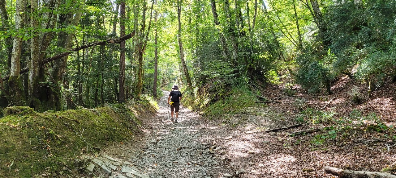 수비리 가는 숲길에서 내 뒷모습.jpeg