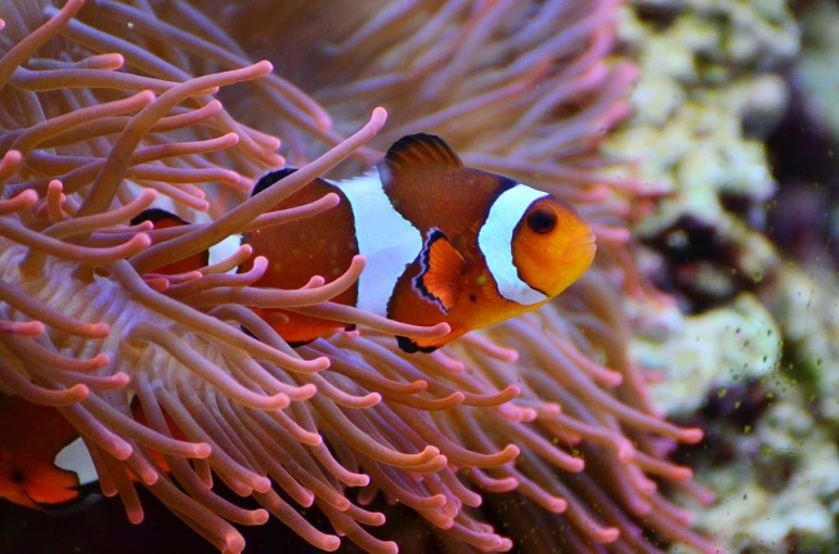 anemone-fish-1496866_960_720.jpg?type=w773