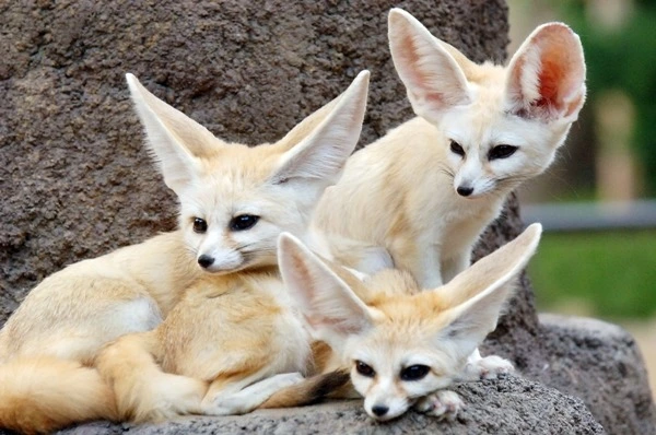 204A113C4DE75FA71F.jfif