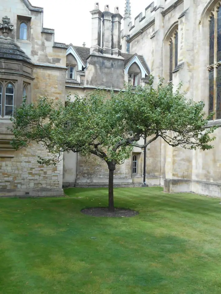 Sapling_of_newton_apple_tree.jpg?type=w773