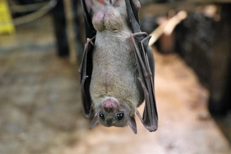 fruit-bat-1582189_960_720.jpg?type=w773