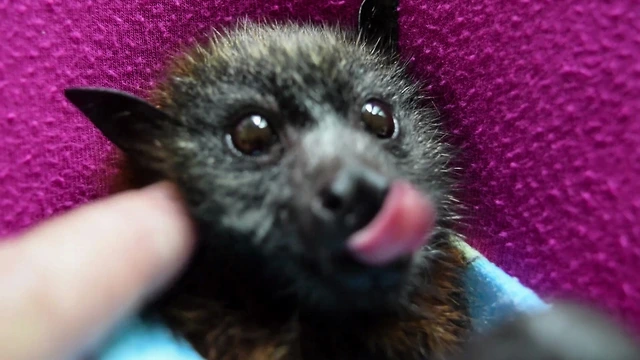 d6Tua.OvCc.1-small-Baby-bat-loves-being-petted.jpg?type=w773