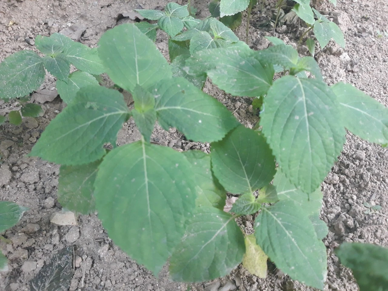 j_hh1Ud018svc1b309ty1k064l_e4yr2x.jpg?type=e1920_std