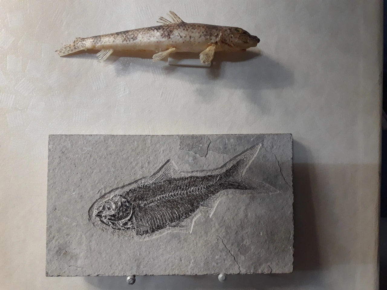 j_8i2Ud018svcds019n5lvr6b_e4yr2x.jpg?type=e1920_std